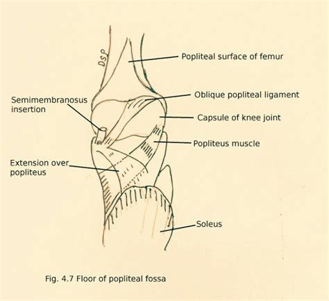 Popliteal Fossa Anatomy Of Knee Joint Archives Pt Master Guide