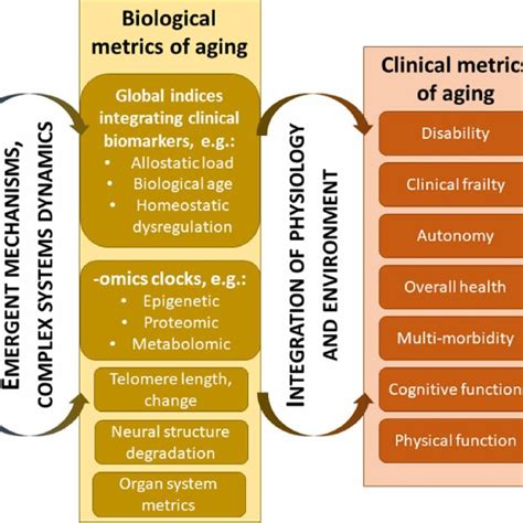 A Multi Level View Of Aging And Its Metrics Download Scientific Diagram