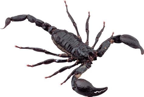 There are about 1,200 scorpion species in the world and 70 species in the united states. Scorpion PNG Image - PurePNG | Free transparent CC0 PNG ...