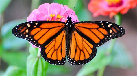 The Most Beautiful Monarch Butterfly Migration Ever Is Happening In