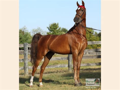 Maybe you would like to learn more about one of these? American Saddlebred - Bing Images | American saddlebred ...