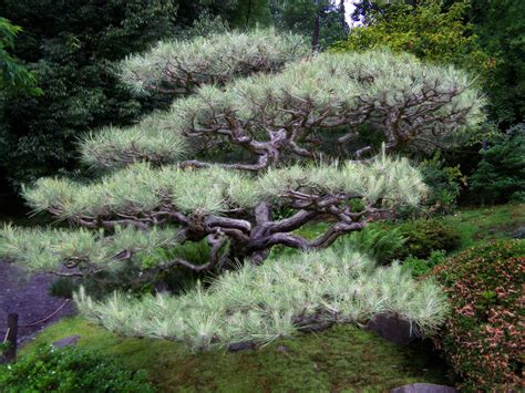 The Story Of The Century Old Black Pine Tree — Seattle Japanese Garden