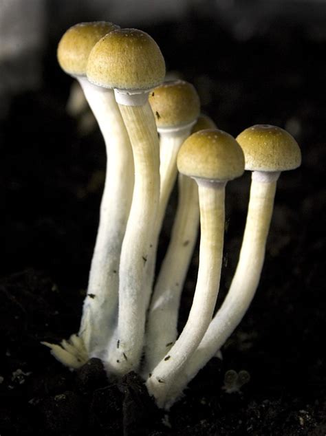 Mind Altering Magic Mushrooms Can Help Treat Depression And Ease
