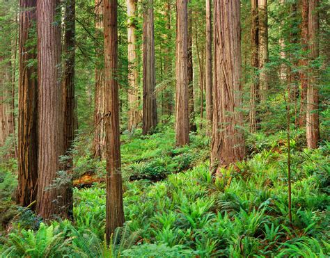 Redwood Forest California Alan Crowe Photography