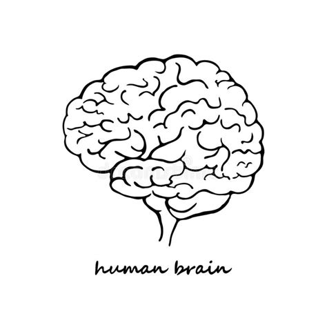 Hand Drawn Human Brain Stock Vector Illustration Of Medical 244504143