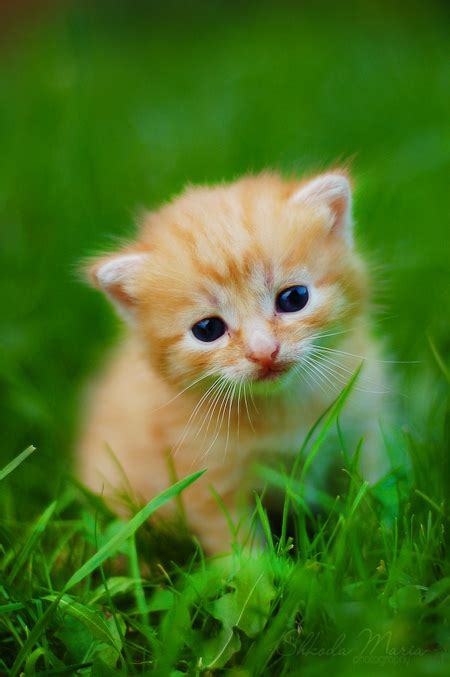 Cutest Little Kittens In The World 5 Photos