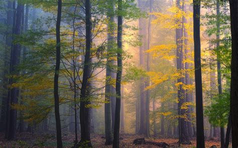 Nature Landscape Forest Morning Mist Fall Leaves