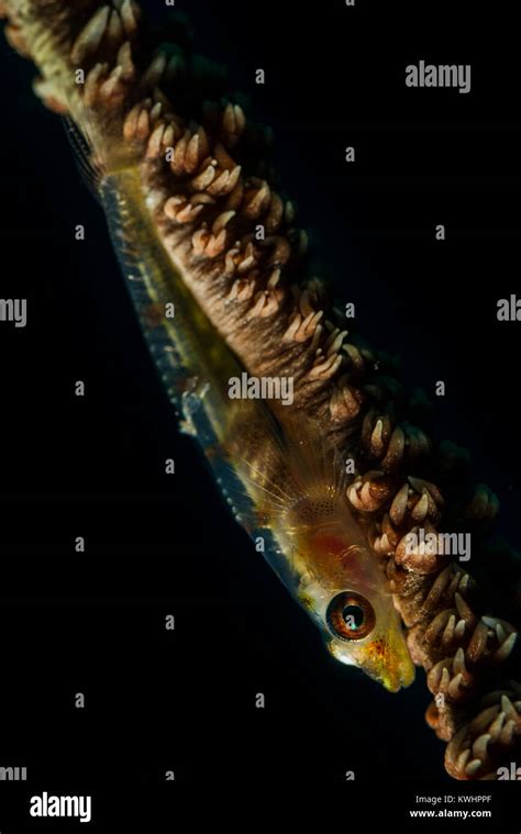 Whip Coral Goby On A Whip Coral Branch Stock Photo Alamy