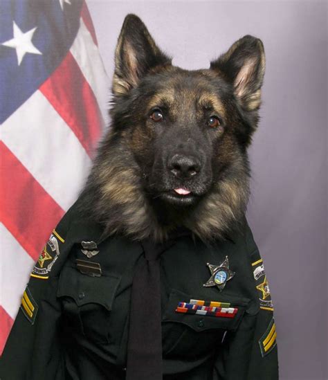 Cuteness Overload A K9 Officer Poses In His Uniform For His Official