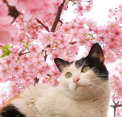 Cat Among The Cherry Blossoms 2 Pretty Cats Cats Cute Animals