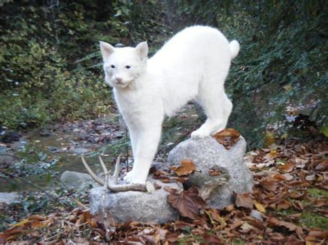 Albino Bobcat Rare Albino Animals Albino Animals Unusual Animals