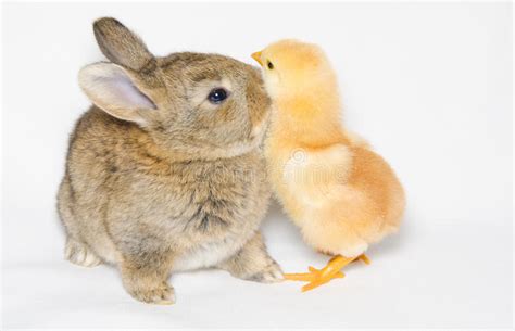 Sweet Chick And Bunny Stock Photo Image Of Furry Baby 52657934