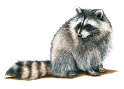 Dead raccoon cartoon extremely cool creative icon creative sketches business illustration pencil illustration mode logos raccoon. Raccoon - Colored Pencil Drawing - Samantha Luotonen ...