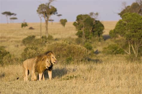 Lessons In Life On The African Plains Magazine Articles Wwf