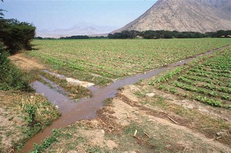 They Worked Rice Fields With Good Drainage And With Immigrant