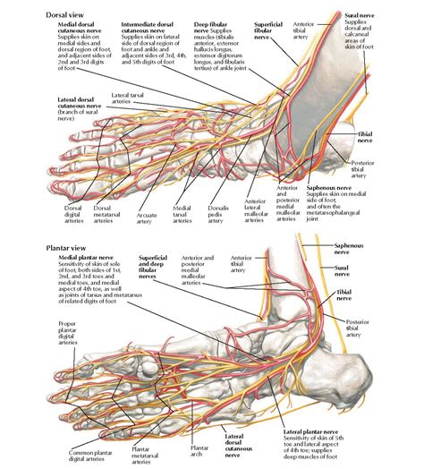 Foot Nerve Anatomy