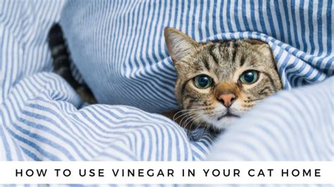 Is Vinegar Safe For Cats 5 Ways To Use Vinegar In Your Cat Home