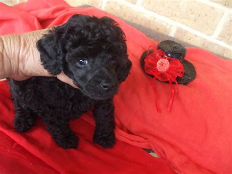 For Sale Toy Poodle Purebred Baby Boy Avail 10 Jan11
