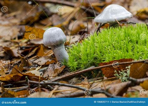 Gassy Webcap Cortinarius Traganus Growing Among Moss Stock Photography