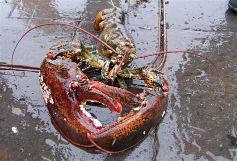 Maine Man Imprisoned For Illegal Sale Of Lobster Tax Evasion Alaska
