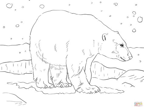 Polar Bear Coloring Pages Sketch Coloring Page