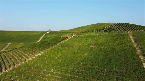 Vineyard Aerial View In Langhe Piedmont Italy 15254225 Stock Video At
