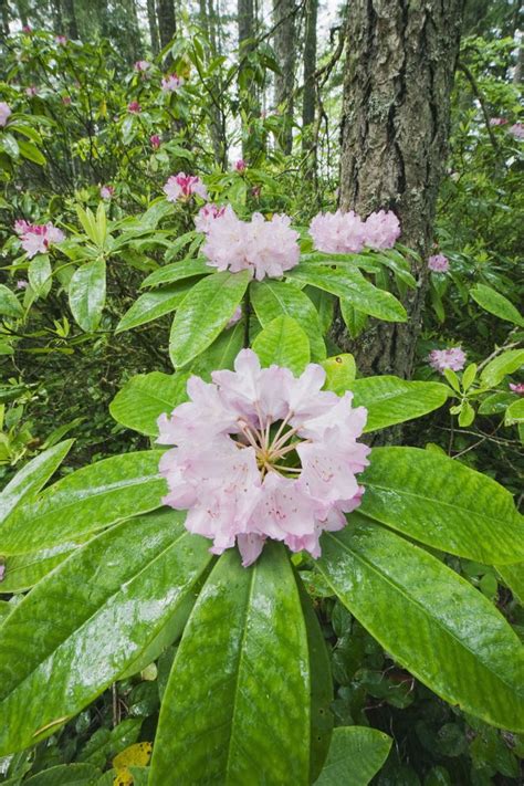 One of our writers lived in indiana for about five years when he was younger and until two days ago, had no idea what the state flag was. 50+ Pictures of State Flowers - US State Flowers List