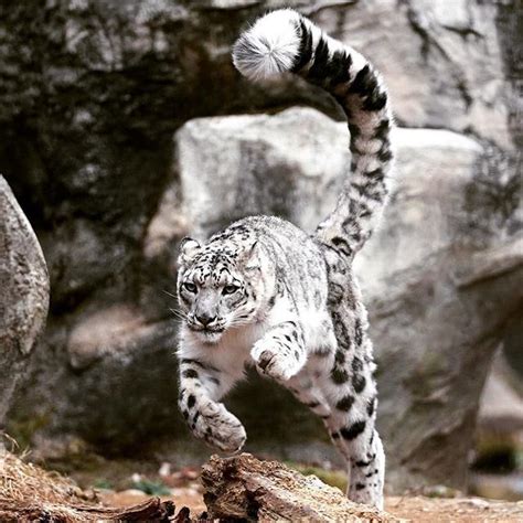 Beautiful Snow Leopard 😍🐆 In Action That Tail 😨😳 Snow Leopard Big