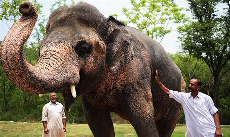 Islamabad Zoos Lonely Elephant Kaavan Suffering Mental Illness