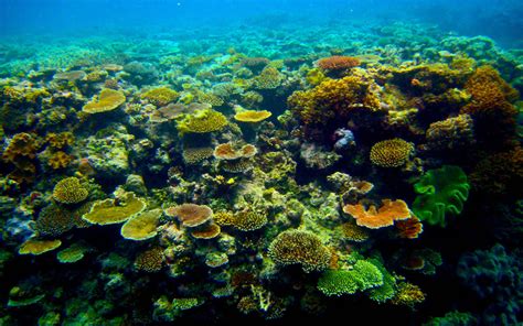 Beyond Gorgeous Great Barrier Reef 46 Pics