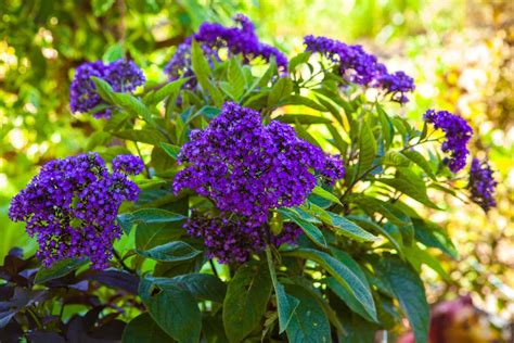 21 Best Patio Plants To Grow