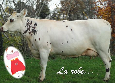 VACHE, MANCH'...OUETTE ! : La vache normande