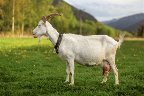 Do Female Goats Have Horns