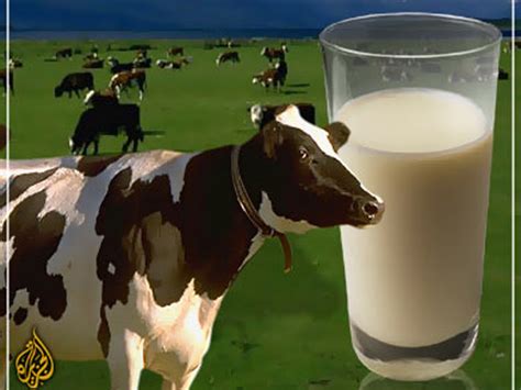 الحليب النباتي بديل لحليب الأبقار أخبار صحة الجزيرة نت