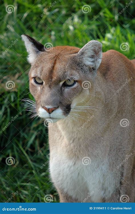 Cougar Close Up Stock Image Image Of Field Forests Fields 3199411