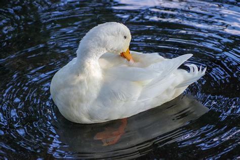 600 Free White Duck And Duck Images Pixabay