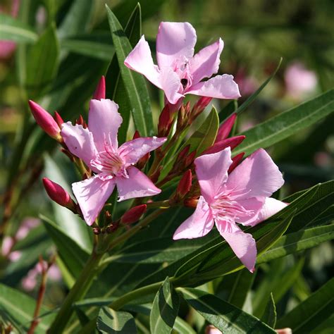 Learn more about oleander uses, effectiveness, possible side effects, interactions, dosage, user ratings and products that contain oleander. Nerium oleander | Vivai Ghellere