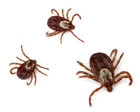 Iowa Tick Bites Could Cause Red Meat Allergieswhat