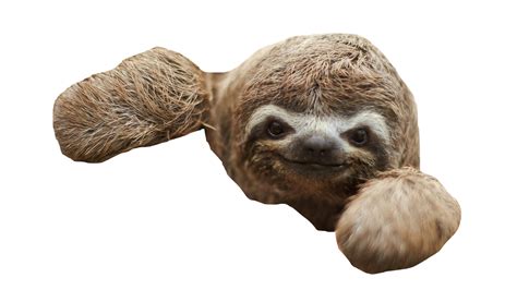 Sloth Png Transparent Image Download Size 1280x720px