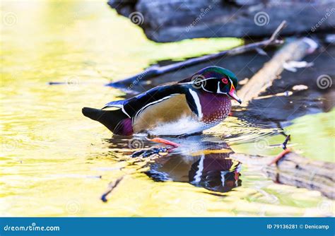 Wood Duck Male Stock Image Image Of Pond Green Splash 79136281