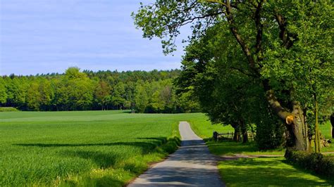 Road Between Summer Green Grass Field And Landscape View Of Trees