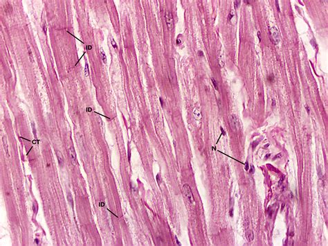 Intercalated Disc Histology Images Galleries With Images And Photos