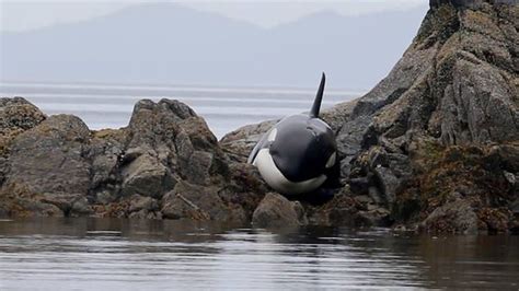 Giant Killer Whale Rescued After Becoming Stranded On Rocks Off The