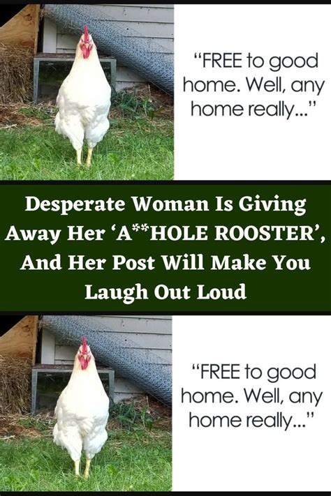 Desperate Woman Is Giving Away Her ‘ahole Rooster And Her Post Will