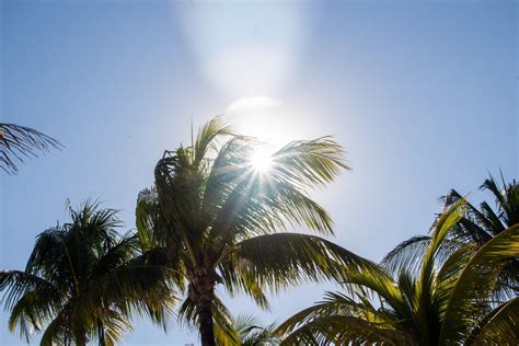 Free Stock Photo Of Sun Shining Through Palm Tree Leaves
