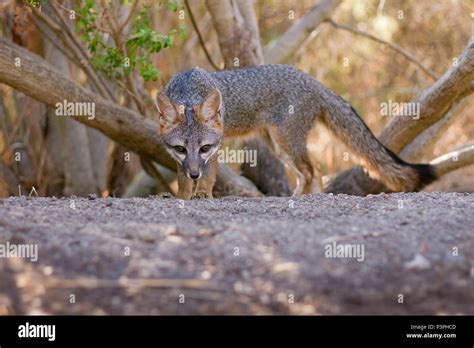Common Gray Fox Urocyon Cinereoargenteus Female Palo Alto Bay Area