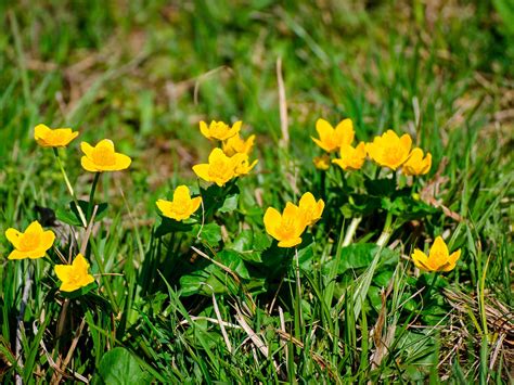 During the final weeks of flowering do. Lawn Weed With Yellow Flowers | MyCoffeepot.Org