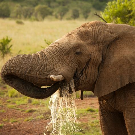 How Does An Elephant Drink Water Other Trunk Uses And Water Drinking