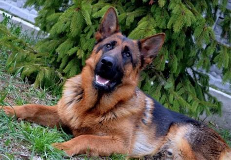 25 Things German Shepherd Dogs Dont Like The Paws