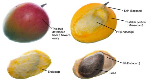 5 3 Fruits Biology Libretexts